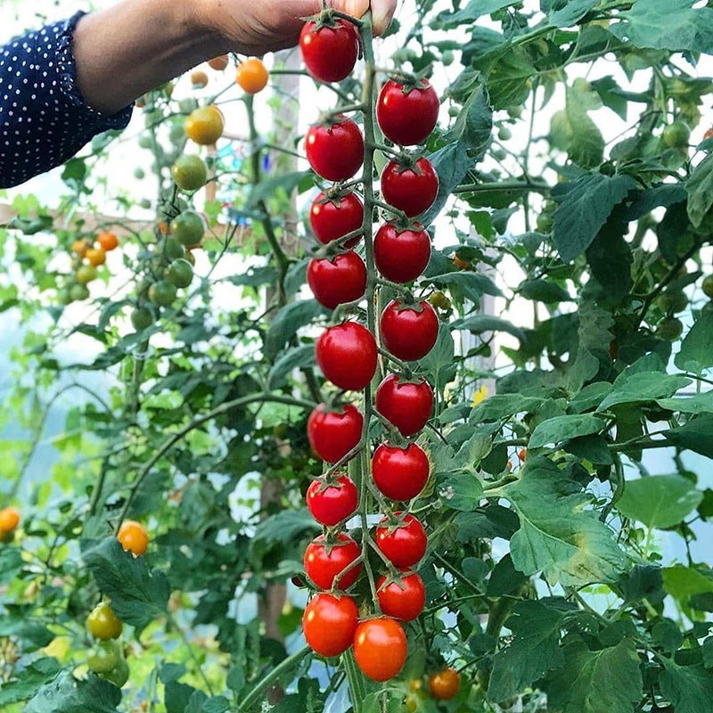 variedad de tomate cherry