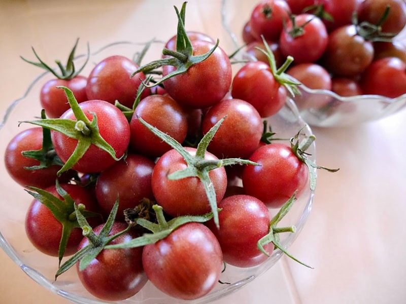 variedad de tomate cherry