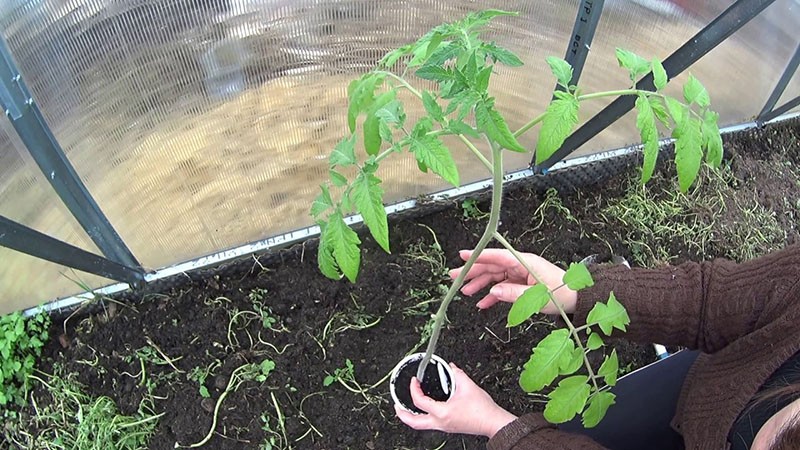 trasplante de plántulas de tomate Rapunzel