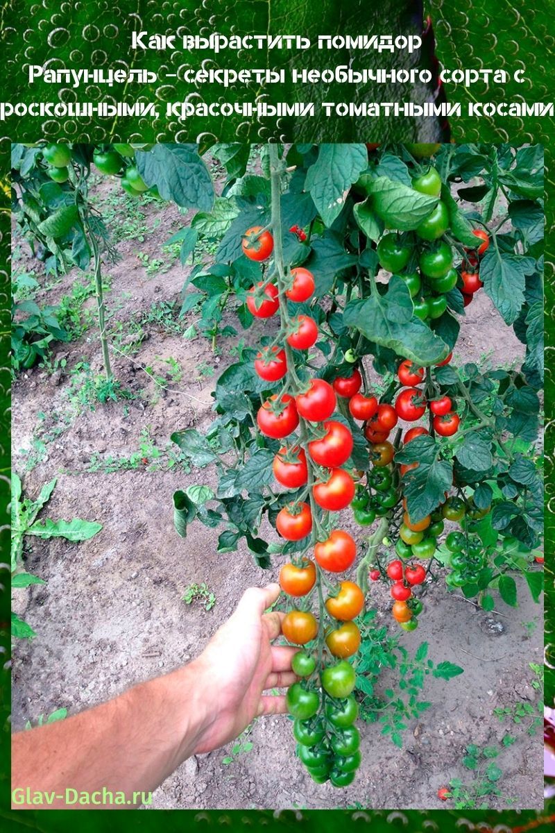 cómo cultivar un tomate Rapunzel