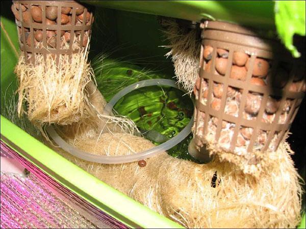 arcilla expandida como sustrato