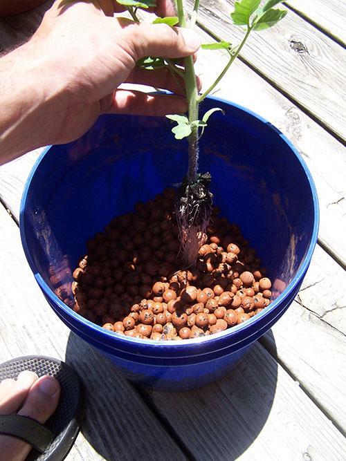plantar tomates para hidroponía