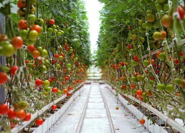 tomates hidropónicos