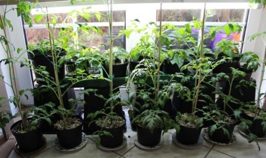 semis de tomates