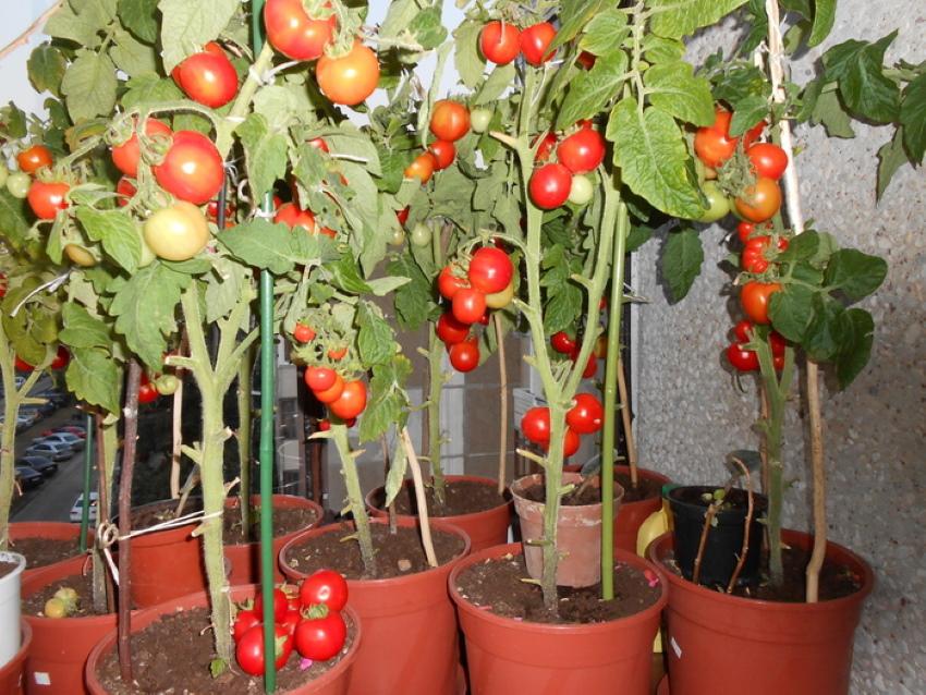 cosecha de tomates de interior