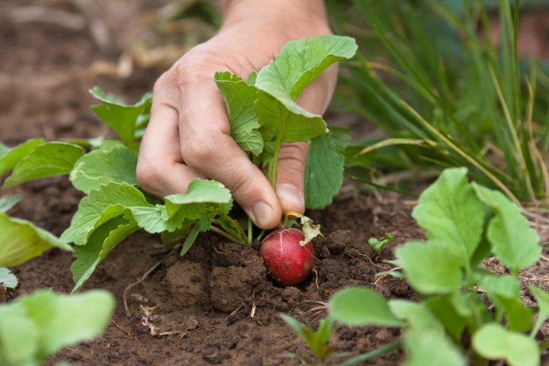 temperatura de crecimiento del rábano durante la fructificación