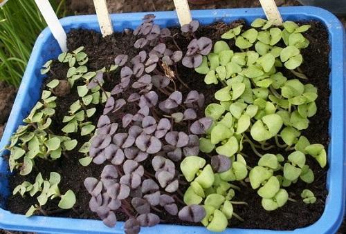 plántulas de albahaca