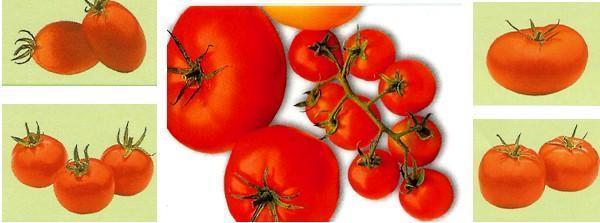 tipos de tomates