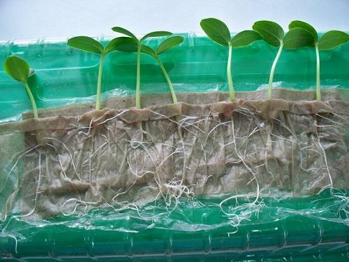 pousses de papier