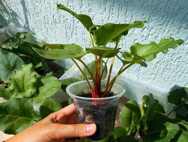 faire pousser des semis de rhubarbe