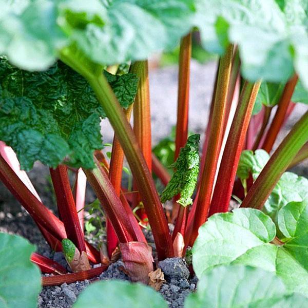 faire pousser de la rhubarbe en extérieur