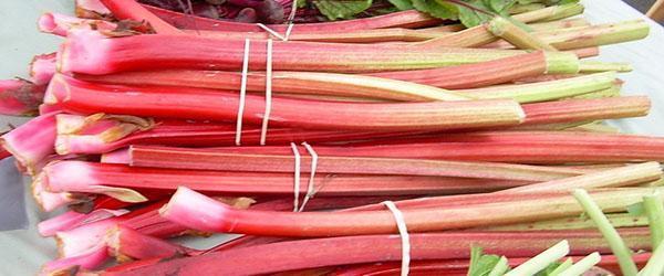 couper les tiges de rhubarbe