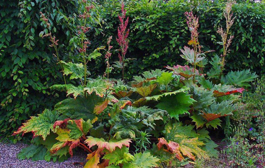 rhubarbe dans le jardin