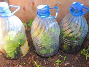 serre de bouteilles