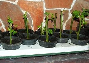 boutures en pots