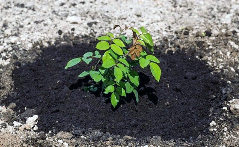 cómo cultivar una rosa a partir de un corte en campo abierto