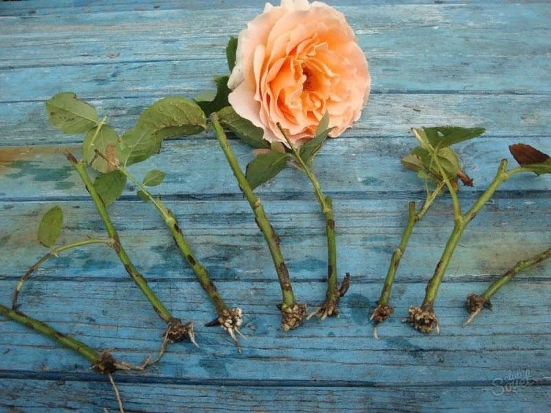 cómo hacer crecer una rosa a partir de un esqueje
