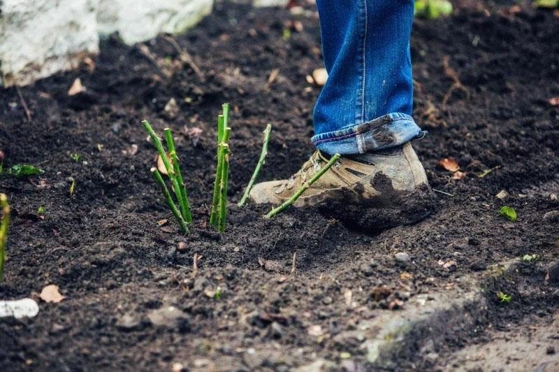 plantar una rosa con esquejes en papas