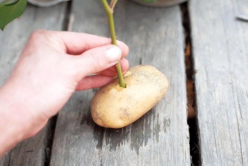 enfoncer la tige dans la pomme de terre