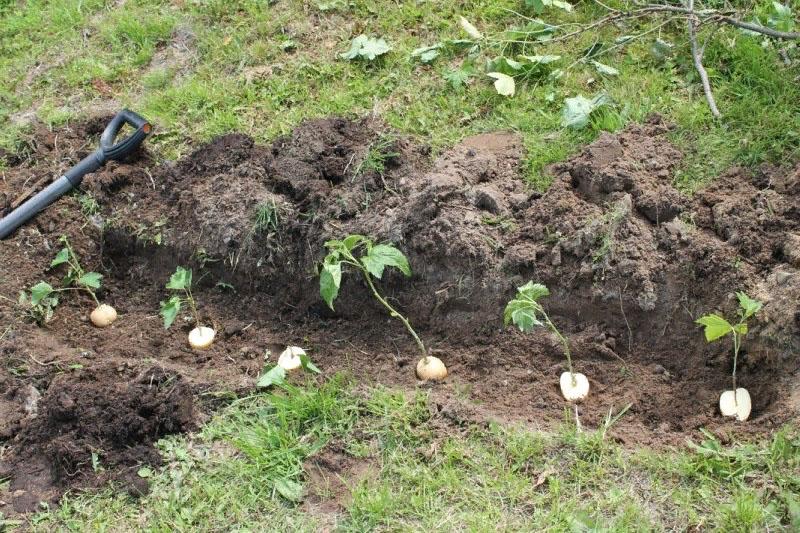 mettre des pommes de terre avec des boutures dans une tranchée