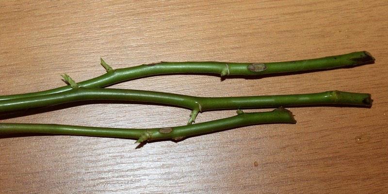 longueur des boutures pour la propagation