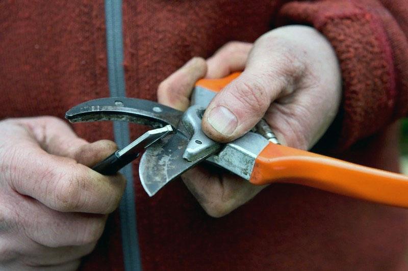 preparando las tijeras de podar para el trabajo