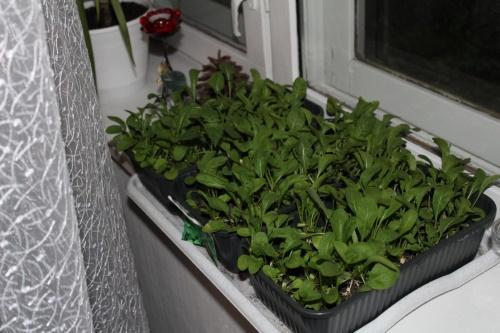 cómo cultivar rúcula en el alféizar de una ventana