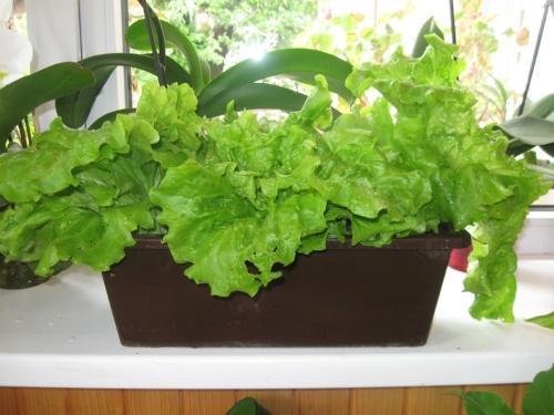 cómo cultivar ensalada en un apartamento