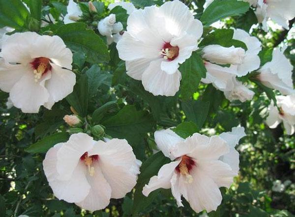 hibiscus syrien