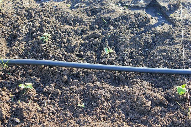 irrigation goutte à goutte pour pastèques