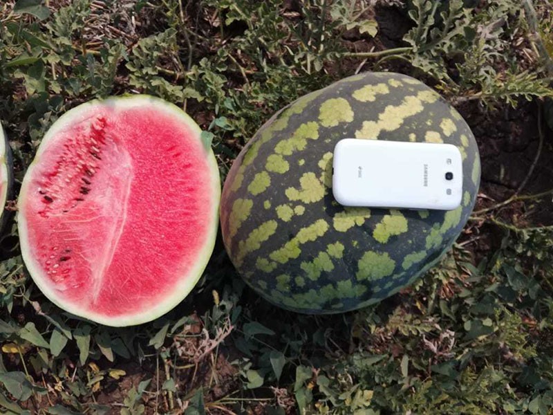 variété de pastèque chill dans la section