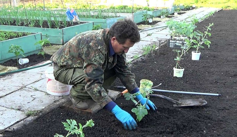 planter des semis de pastèque en pleine terre