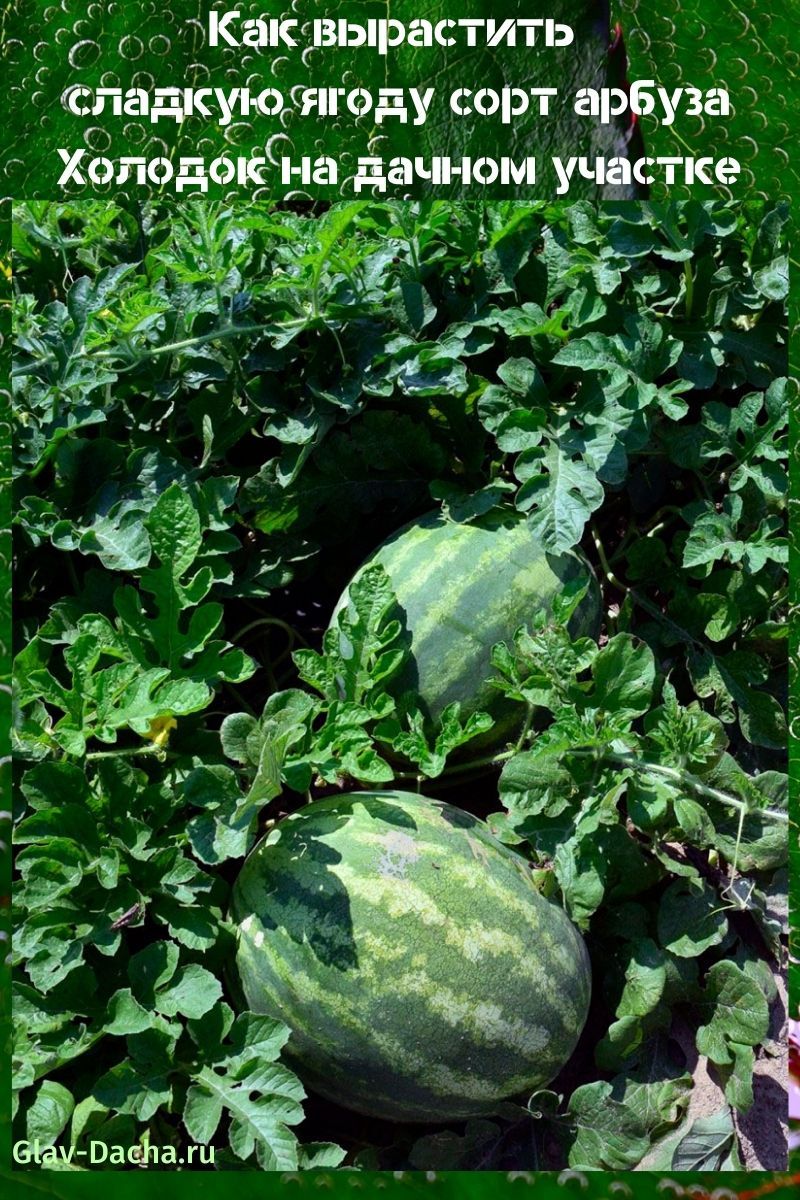 variété de pastèque