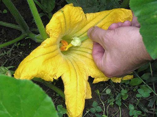 Nous pollinisons les plantes à la main