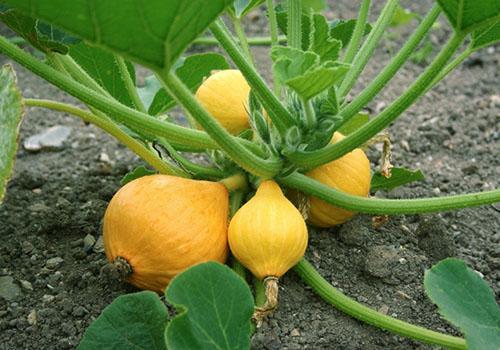 Les variétés de citrouilles n'ont pas besoin d'être façonnées