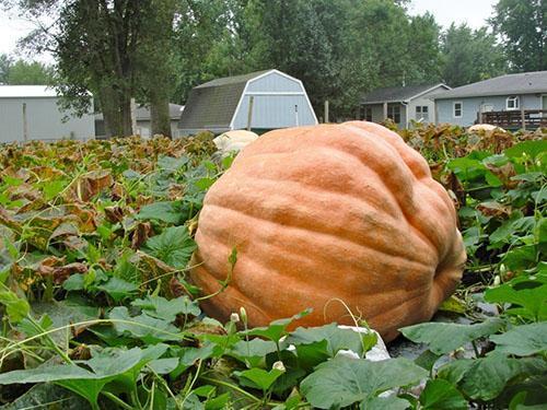Une telle citrouille a poussé à la suite d'un pincement d'un buisson