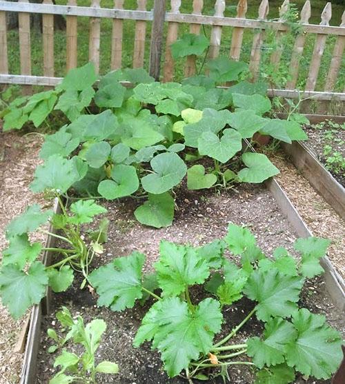 Citrouille dans un lit haut