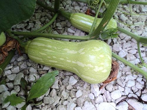 Fruit de citrouille