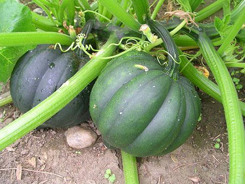Nous fournissons aux plantes les soins appropriés pour obtenir une bonne récolte.