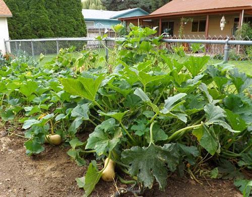 Nous cultivons nos variétés de citrouilles préférées dans le pays