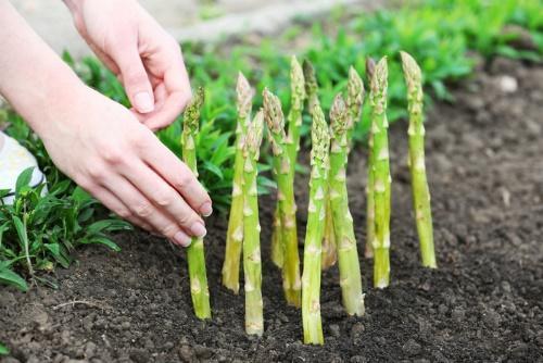 como cultivar espárragos