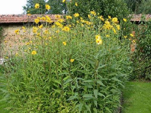 topinambour en fleurs