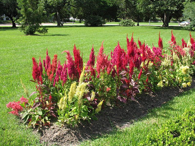 Célosie en fleurs luxuriante dans le parterre de fleurs