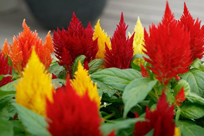 longue floraison de cellosia