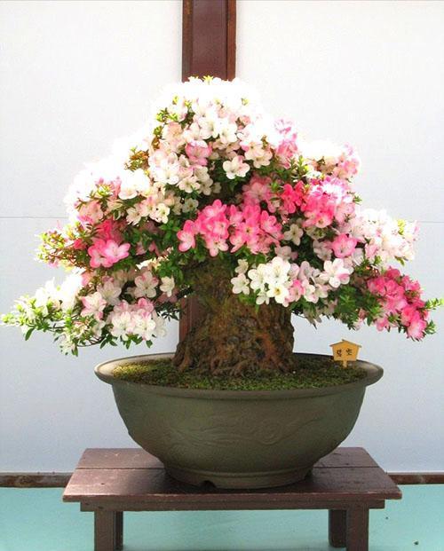 bonsai sakura en el interior
