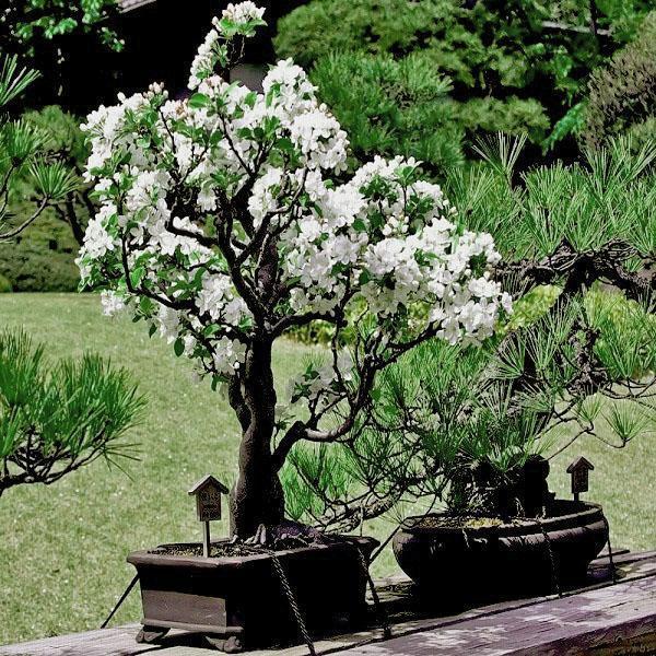 bonsai sakura en el jardín