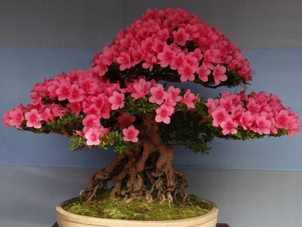 Sakura en miniatura con un tronco resistente