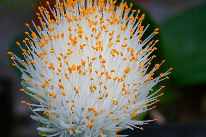 Fleurs de langue de cerf Hemantus