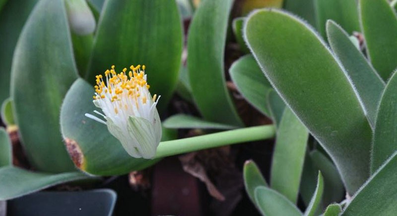 langue de cerf hémantus à fleurs blanches