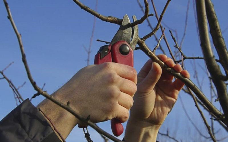 poda de primavera de arce con hojas de fresno